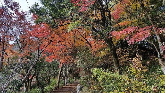 小倉公園 展望台 紅葉
