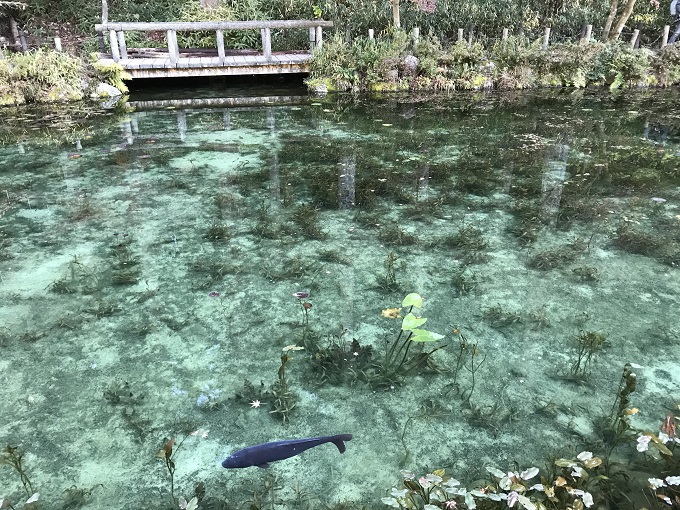 関市の名所「モネの池」池の写真