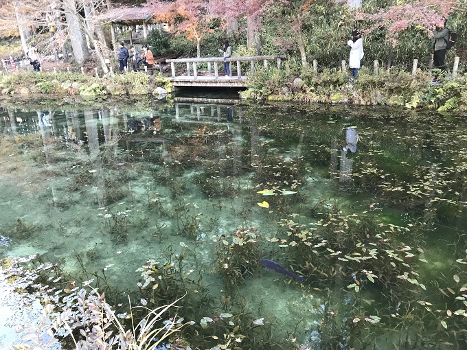 関市の名所「モネの池」池と紅葉の写真