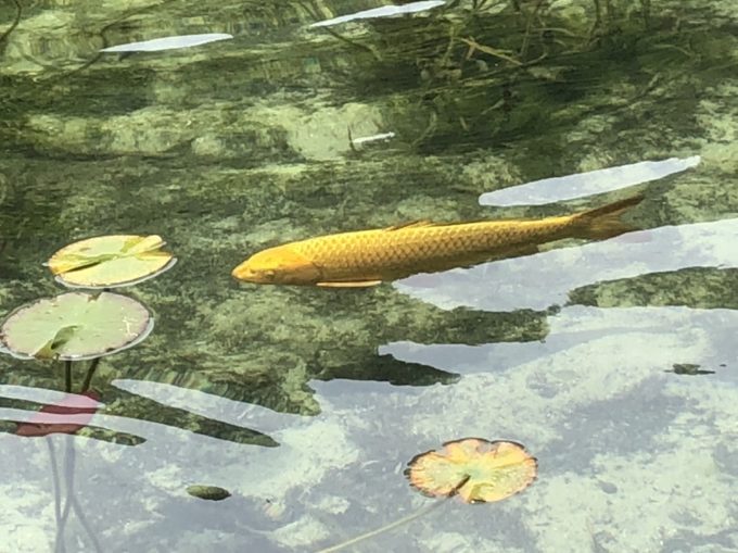 岐阜県関市モネの池の見所 金色の鯉