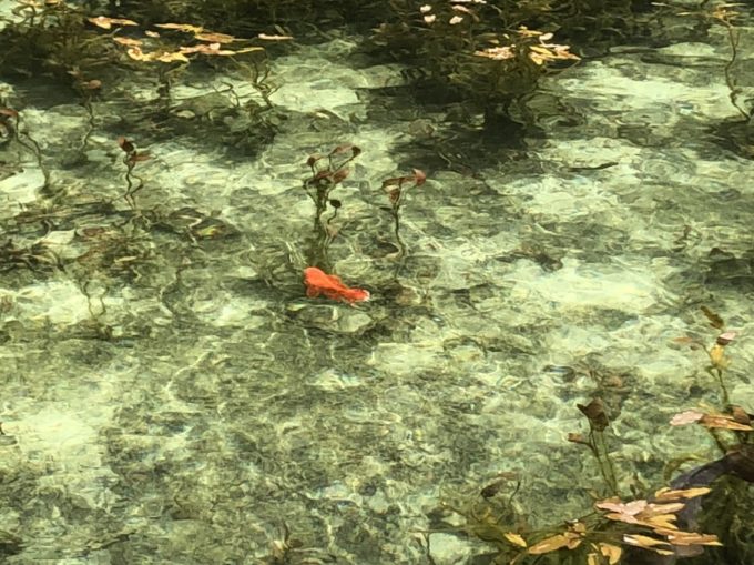 岐阜県関市モネの池の見所 金魚