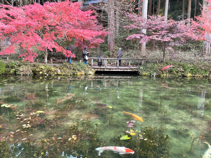 モネの池 紅葉との見頃