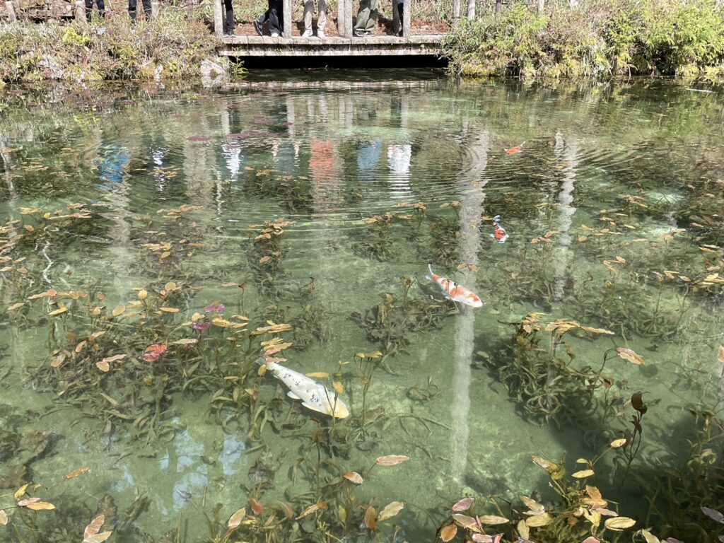 2024年桜の時期のモネの池