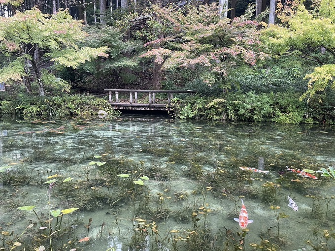 モネの池 2024年10月19日