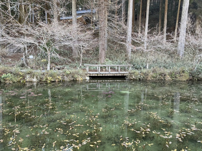 モネの池 春の早朝