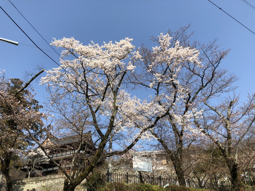 関市の桜の名所 関善光寺