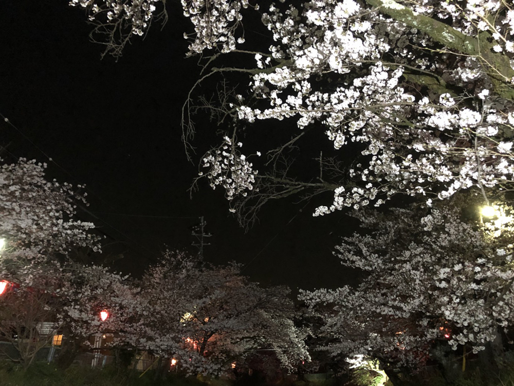 関市桜の名所 吉田川 2018年3月27日夜 撮影