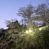 小倉公園の桜でお花見と季節限定茶屋を楽しむ＜美濃市＞