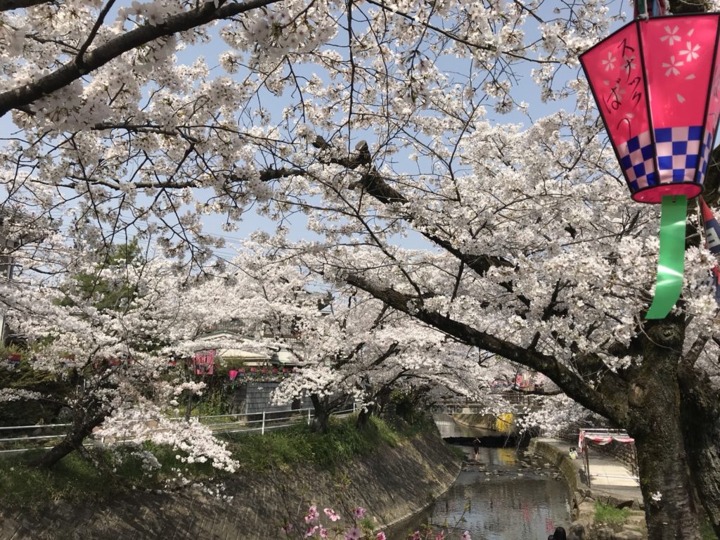 関市の桜の名所 吉田川 2018年3月29日昼撮影