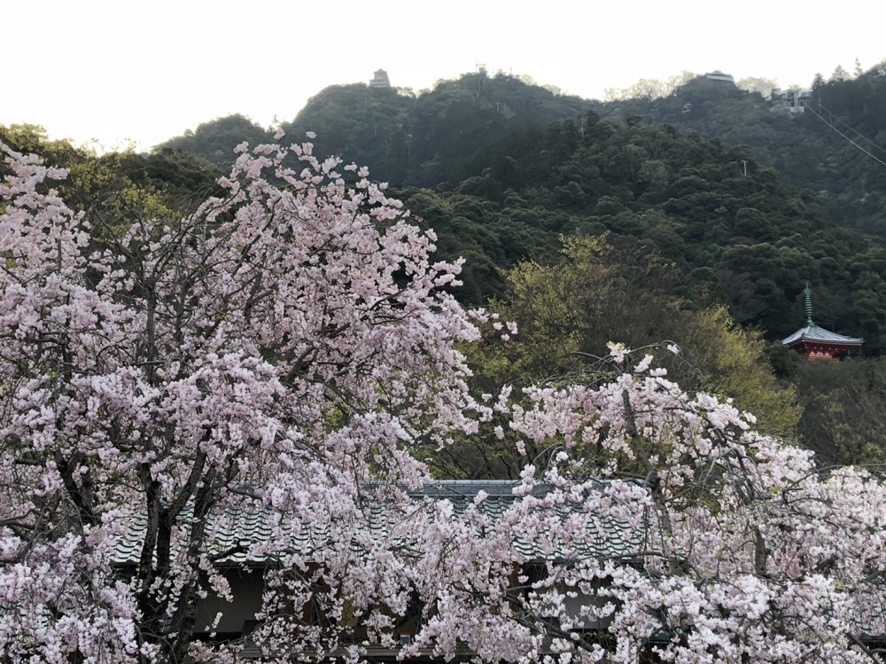 関市近郊の桜の名所 岐阜公園・長良川堤 2018年4月1日撮影