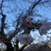 関市とその近郊の桜の名所、お花見スポットの開花状況【2018】