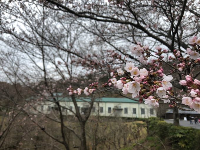明治村の桜