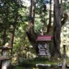神秘的な21世紀の森公園にある株杉の森