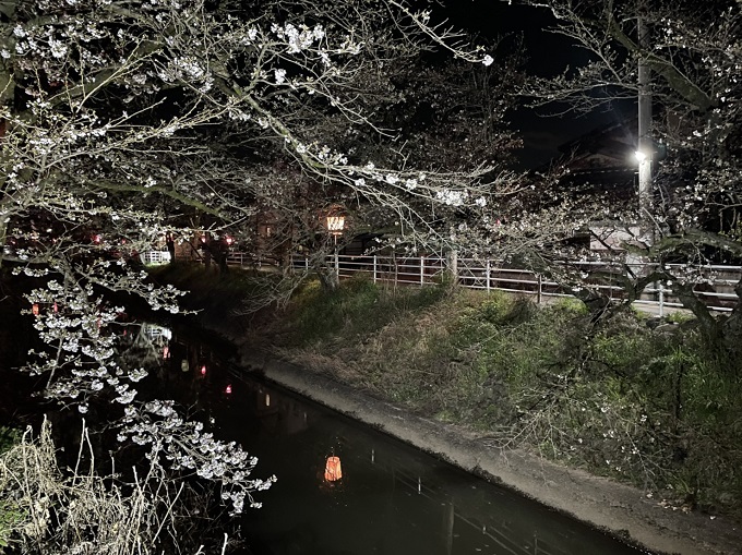 吉田川の桜 2021年3月22日