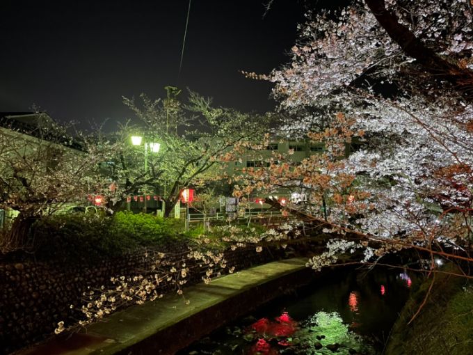 吉田川の桜 2021年3月26日