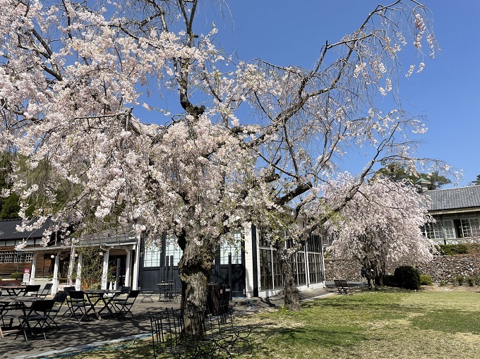 明治村の桜