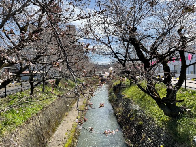 関川の桜 2022年3月27日