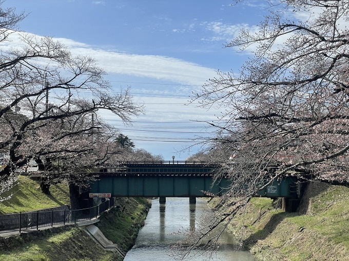 新境川・百十郎桜の桜 2022年3月27日