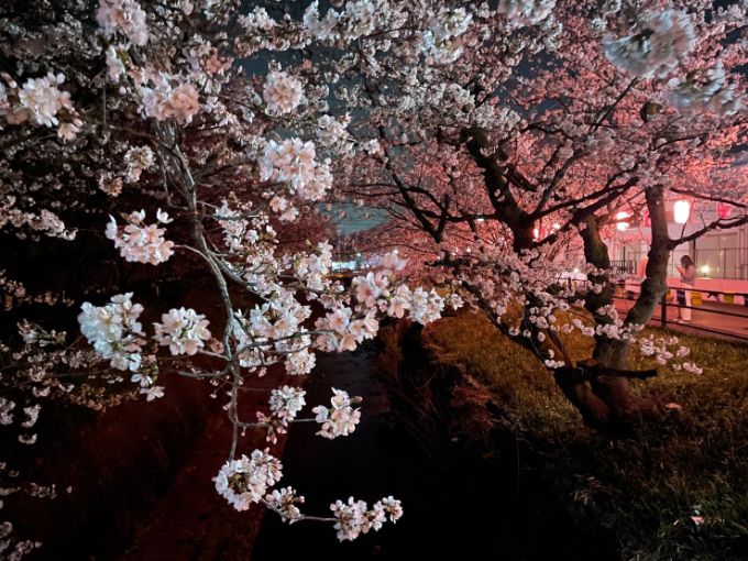 関川の桜 2022年3月30日