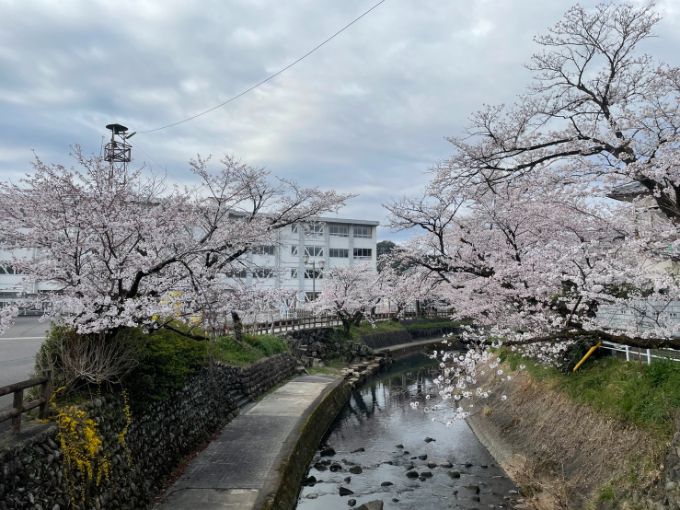 吉田川の桜 2022年4月2日