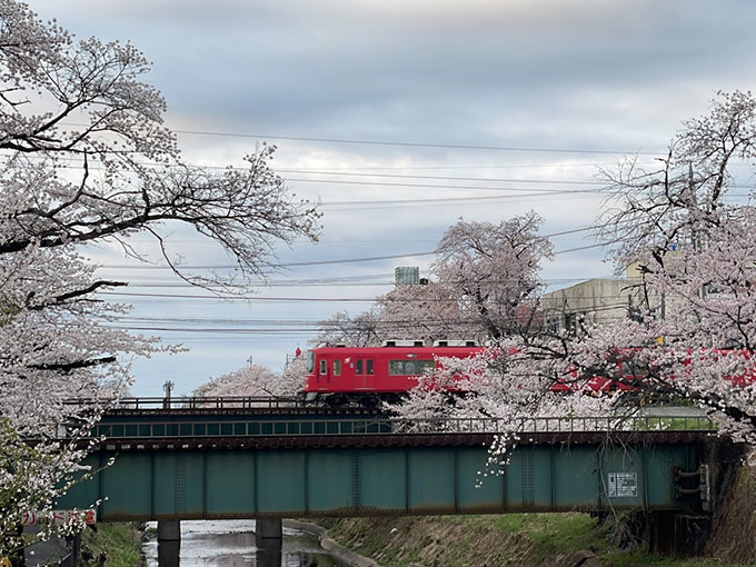 新境川・百十郎桜の桜 2022年4月2日