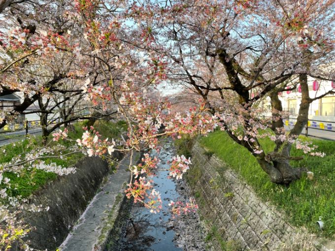 関川の桜 2022年4月9日