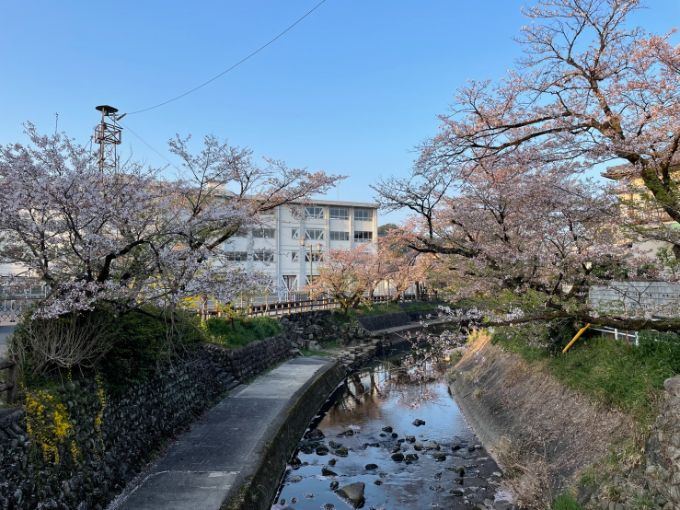 吉田川の桜 2022年4月9日