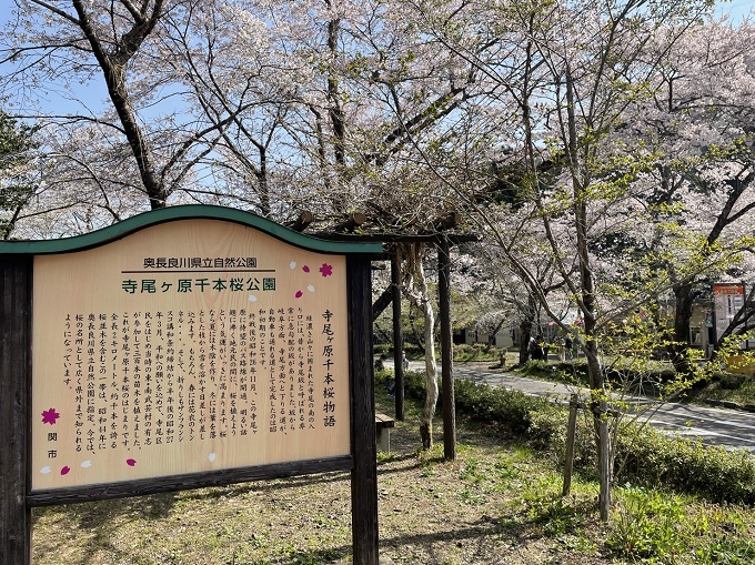 寺尾ヶ原千本桜公園の桜 2022年4月10日