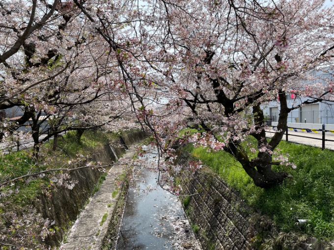 関市の桜の名所 吉田川 2023年4月22日昼撮影