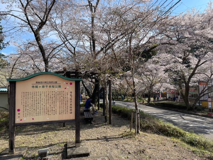 寺尾ヶ原千本桜公園の桜 2023年4月2日