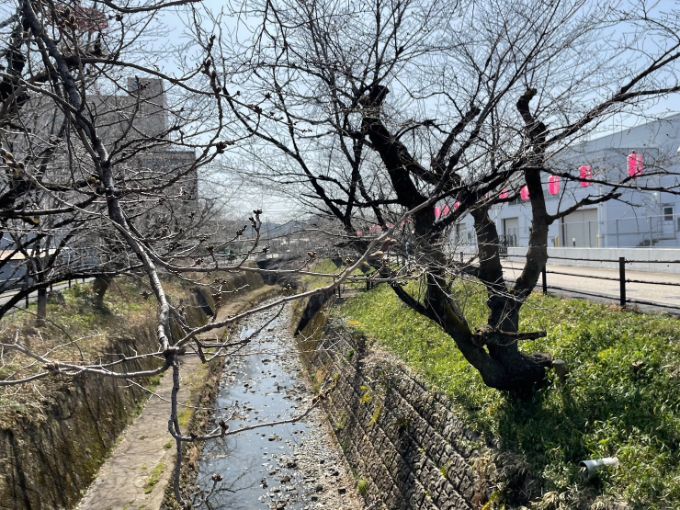 関市の桜の名所 吉田川 2023年3月11日午前中撮影