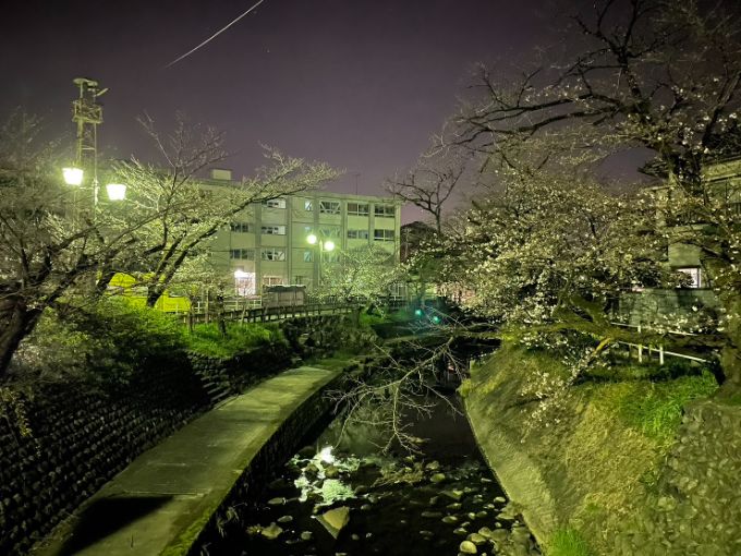吉田川の桜 2023年3月22日の夜撮影