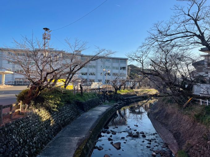 吉田川の桜 2023年3月18日の夕方撮影