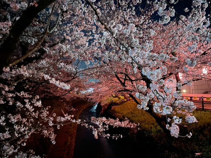 関市の桜の名所 吉田川 2023年3月27日夜撮影