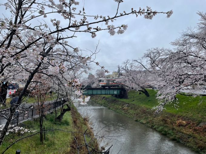 新境川・百十郎桜の桜 2023年3月26日午前中撮影
