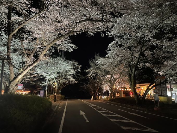 寺尾ヶ原千本桜公園の桜 2023年3月30日ライトアップ