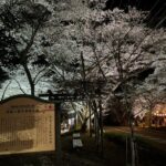 寺尾ヶ原千本桜公園の夜桜とライトアップ＜関市＞