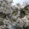 関市の桜の名所 吉田川 2018年3月29日昼撮影